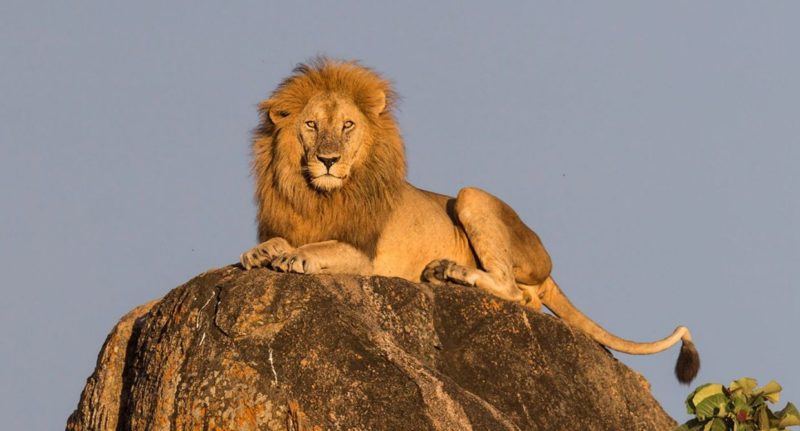 ESCAPED LION FROM KANO ZOOLOGICAL GARDEN CAPTURED.