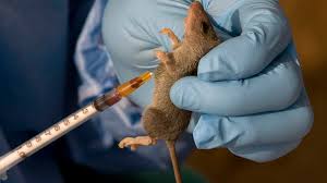 Death Toll From Lassa Fever In Eleven States Now Stands At 29.