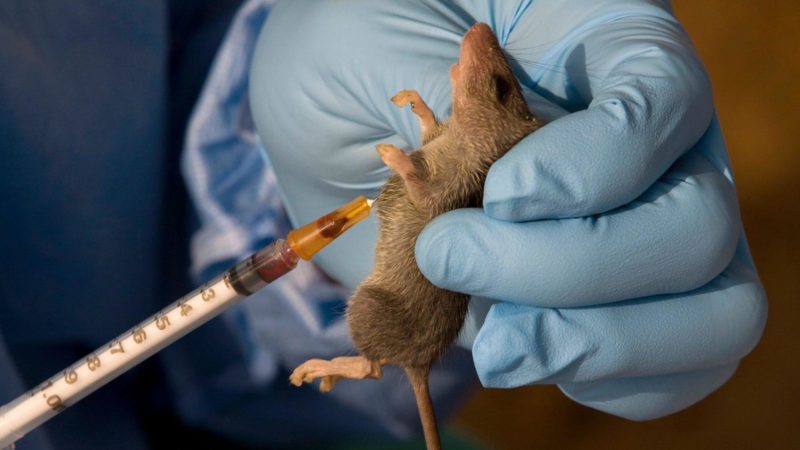 LASSA FEVER CASES IN NIGERIA RISE TO 973