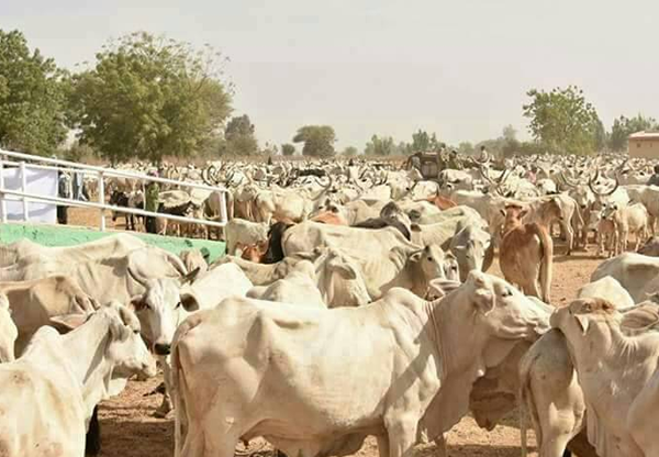 Coalition Of Northern Groups Asks FG To Evacuate Herdsmen From South