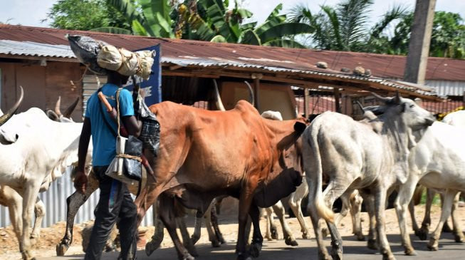 Miyetti Allah Says Cows May Cost N2m Each