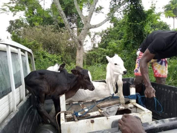 Bayelsa Arraigns Three Herders for violating Anti-Open Grazing law