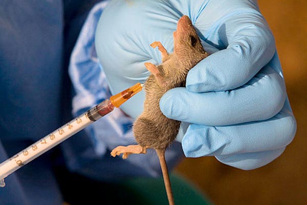 80 Persons Die Of Lassa Fever In 17 States, FCT