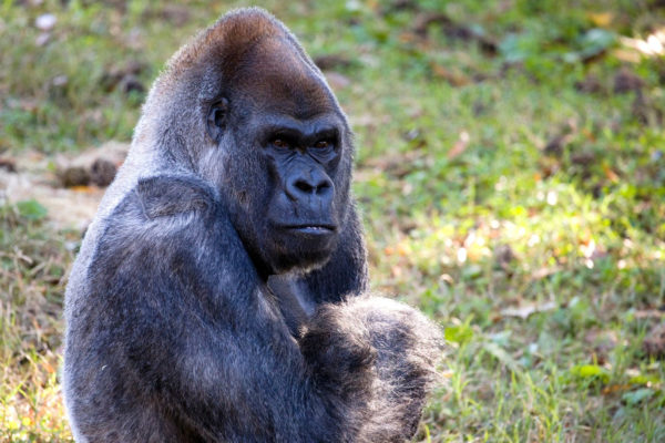 World’s Oldest Male Gorilla Dies At 61