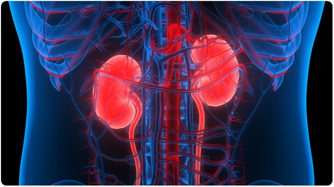 5 Healthy Habits For Your Kidney