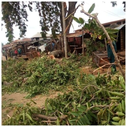 Fallen Tree Kills Woman, Injures 10 Others In Ilorin