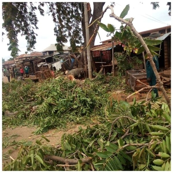 Fallen Tree Kills Woman, Injures 10 Others In Ilorin