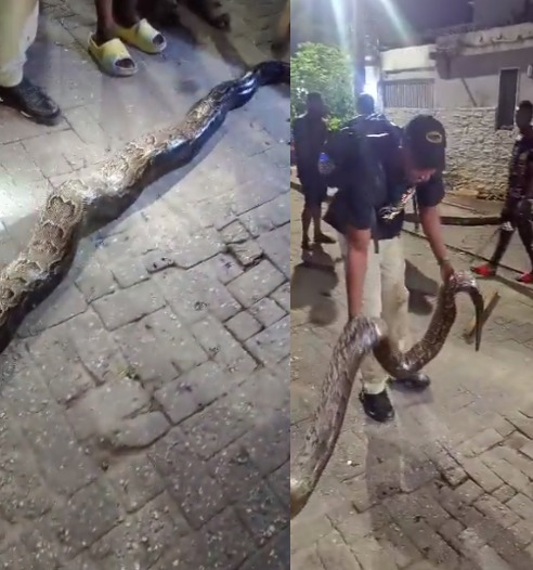 Residents Shocked As Python Is Killed In Lagos Estate