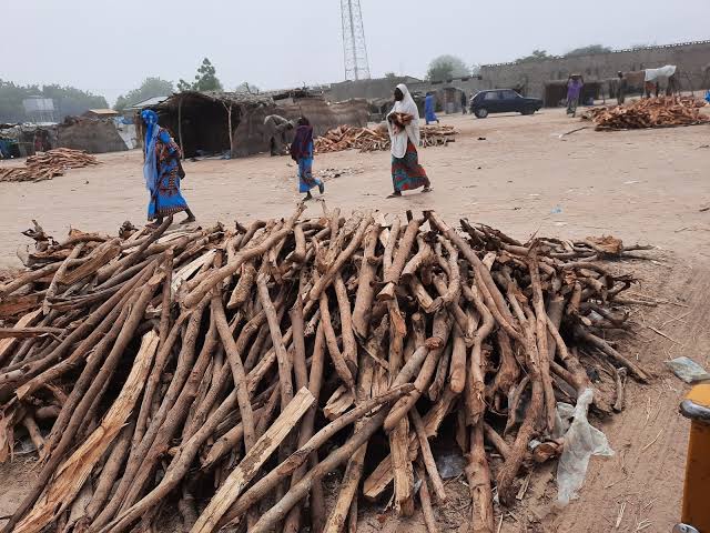 113 Borno IDPS Abducted While Fetching Firewood