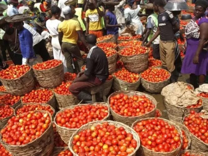 Post-Sallah: Northern Nigeria Struggles with Persistently High Prices of Tomatoes and Peppers