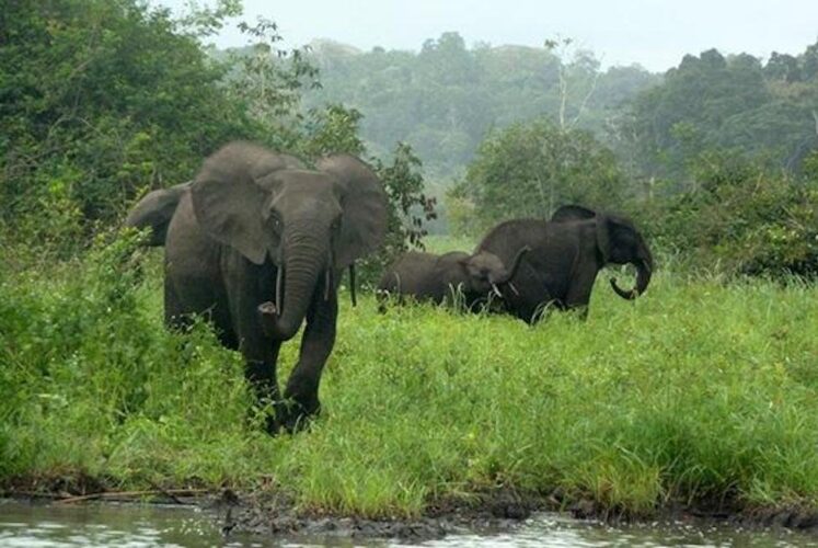 Sambisa forest elephant population decimated by poaching